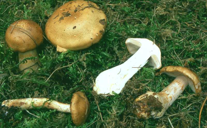 Cortinarius cliducus Fr, 1838